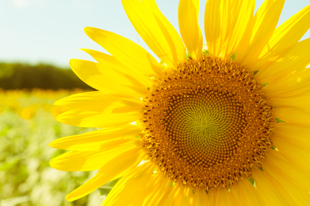 Sun flower: Sonnenblumenfeld mit weichen Farbbild Lizenzfreie Bilder
