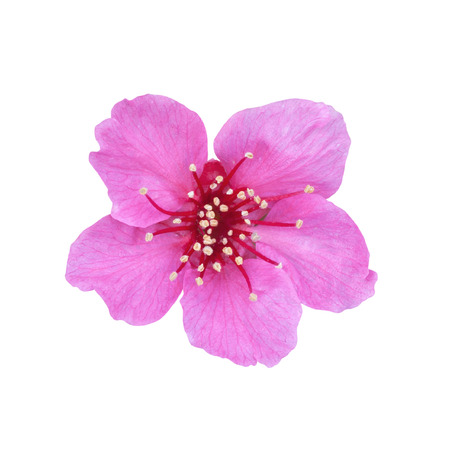Cherry Blossom isolated on white background Фото со стока