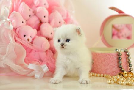 ピンクの雰囲気で面白い子猫イギリス の写真素材 画像素材 Image