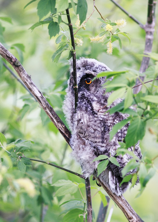 Funny Fluffy Nestling Owls Sitting Amongst The Leaves Of A Tree In Forest