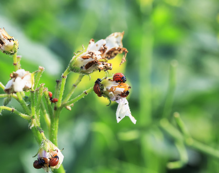 不快な滑りやすい赤い昆虫の害虫は コロラドポテトの虫の幼虫は 庭で成長しているオブラダリ緑の芽と花でした の写真素材 画像素材 Image