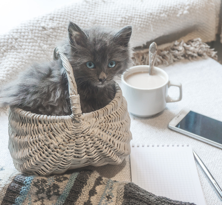 Gray fluffy kitten in a basket, coffee and a phone on a white surface Stock Photo