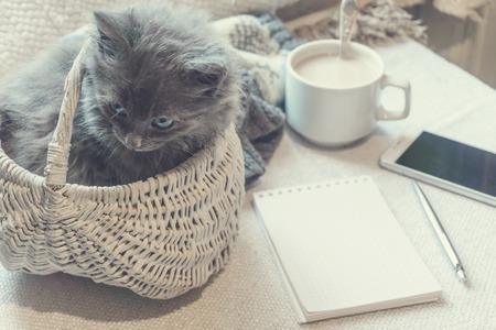 Gray fluffy kitten in a basket coffee and a phone on a white surface Imagens