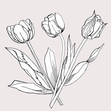 bouquet of tulip sketch black and white vector illustration royalty