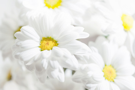 明るい背景に白いデイジーの花の束をクローズアップ 春デイジー花の壁紙 の写真素材 画像素材 Image