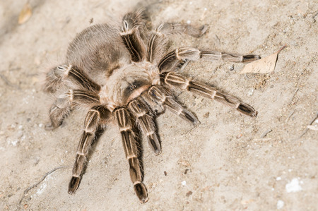 Theraphosa 突起ファミリー トリクイグモ ベネズエラで発見でクモの種であります それはピンクの足ゴリアテやゴリアテのピンクのつま先タランチュラと呼ばれます の写真素材 画像素材 Image Theraphosa 突起ファミリー トリクイグモ ベネズエラで発見でクモの種であります それはピンクの足ゴリアテやゴリアテのピンクのつま先タランチュラと呼ばれます の写真素材 画像素材 Image