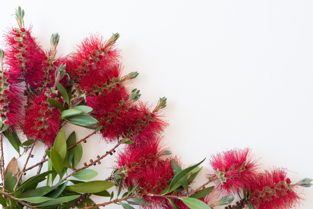 Australian Native Flower Stock Photos And Images 123rf