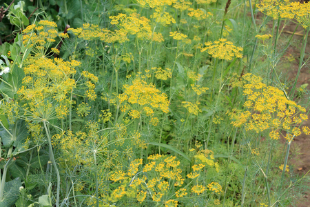 Green fennel on a bed in a kitchen garden - 78649905