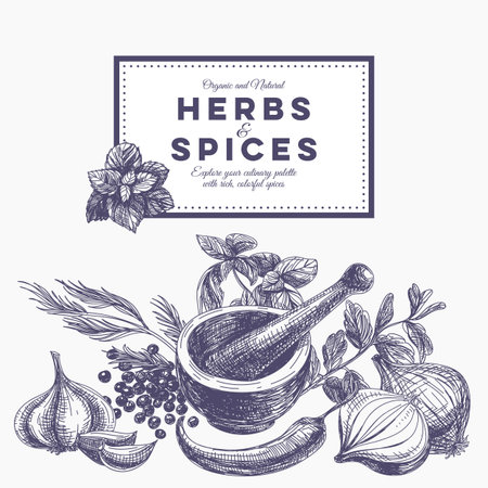 Vector background with hand drawn herbs and spices organic and fresh spices illustration Stock Photo