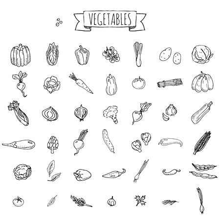様々 ないたずら書きの設定 手書きで 野菜の種類の簡単なラフスケッチ ベクトル のイラスト素材 ベクタ Image