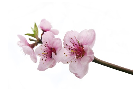 Peach flower: pink peach flowers twig on white sky selective focus