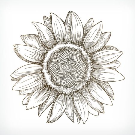 sunflower sketch hand drawing vector illustration on white