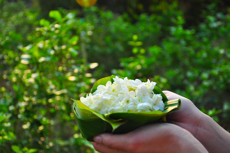 Jasmine in banana leaf package, jasmine on hand, jasmine in garden