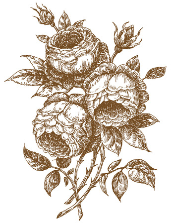 old styled rose trace of freehand drawing royalty free cliparts vectors and stock illustration image 7504453