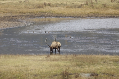 Bull Elk drinking