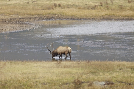 Bull Elk Drinking Stock Photo