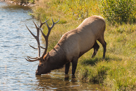Bull Elk Drinking Stock Photo