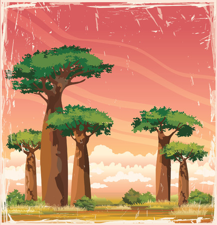 Sunset landscape vector: Thiên nhiên phong cảnh Phi - baobabs với tán lá xanh trên bầu trời mây hoàng hôn. Vector của Madagascar.