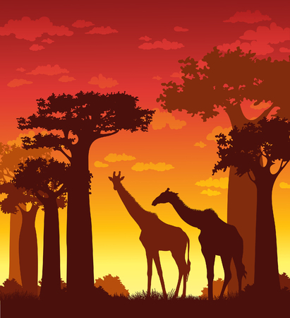 Sunset landscape vector: cảnh quan châu Phi. Vector hình bóng của hươu cao cổ và baobabs trên bầu trời hoàng hôn. minh họa tự nhiên.