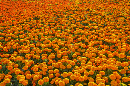 92930364-flower-carpet-in-