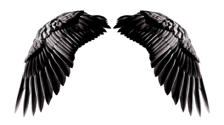 天使の翼 天然黒翼羽クリッピング部分と白い背景で隔離 の写真素材 画像素材 Image