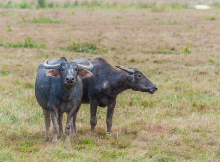 Driving or training asian water buffalo