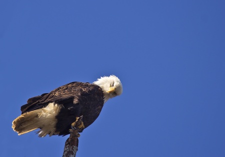 majestic bald eagle perched on bare tree branch stock photo picture