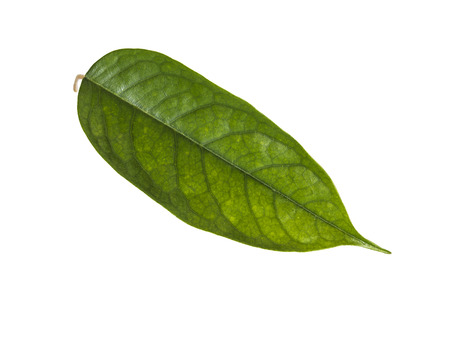 Durian: Sầu riêng lá bị cô lập trên nền trắng