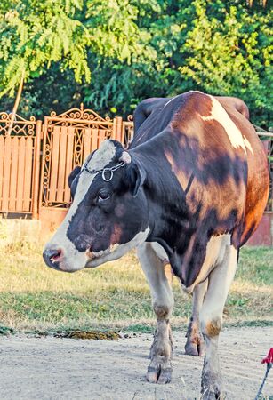 Braune Kuh Mit Weissen Flecken Isoliert Auf Weissem Hintergrund Lizenzfreie Fotos Bilder Und Stock Fotografie Image 70213317