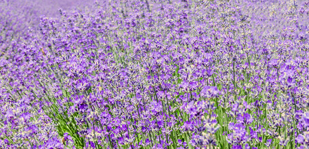 フィールドの藤色 紫色のラベンダー アングスティフォリア ラベンダー 最もよく本当のラベンダー または英語ラベンダー 庭のラベンダー シソ科の家族 の写真素材 画像素材 Image フィールドの藤色 紫色のラベンダー アングスティフォリア ラベンダー 最もよく本当のラベンダー または英語ラベンダー 庭のラベンダー シソ科の家族 の写真素材 画像素材 Image