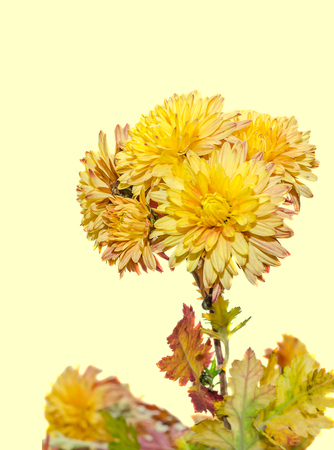 黄色 オレンジ菊の花 母親や家族 Dumitrite として知られているルーマニア語で キク科キク属 Chrysanths をクローズ アップ の写真素材 画像素材 Image 黄色 オレンジ菊の花 母親や家族 Dumitrite として知られているルーマニア語で キク科キク属 Chrysanths をクローズ アップ の写真素材 画像素材 Image