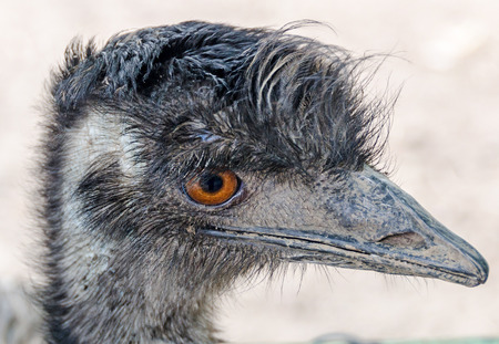 Head Of A Emu Bird Orange Eyes Close Up Stock Photo Picture And Royalty Free Image Image