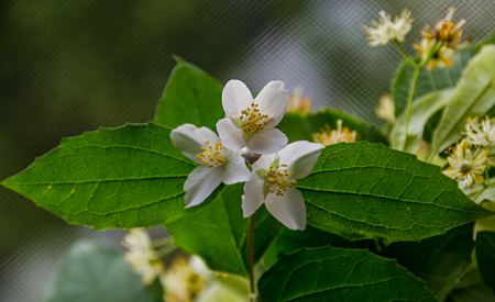 Jasminum officinale, common jasmine white flowers, bush olive family Oleaceae.