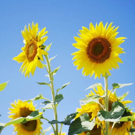 Sun flower: Schöne Sonnenblumen blühen im Feld Lizenzfreie Bilder