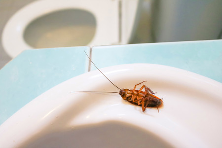 トイレでゴキブリ の写真素材 画像素材 Image