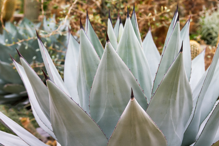 セバスティアナ セバスティアーナ sebastiana アガベ agave アガベ