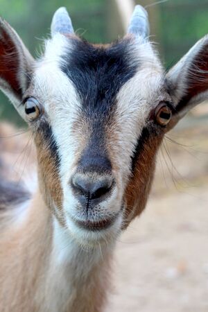 Image D Un Bebe Chevre Mignon Banque D Images Et Photos Libres De Droits Image Image D Un Bebe Chevre Mignon Banque D Images Et Photos Libres De Droits Image