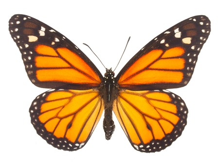 butterfly: Orange bướm chúa bị cô lập trên nền trắng