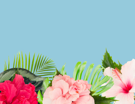 熱帯の新鮮な花や葉の新鮮な Multicilored ハイビスカスの花とエキゾチックなヤシの国境葉青 の写真素材 画像素材 Image 熱帯の新鮮な花や葉の新鮮な Multicilored ハイビスカスの花とエキゾチックなヤシの国境葉青 の写真素材 画像素材 Image