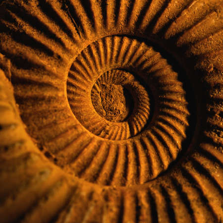 Antique snail shell close-up. Фото со стока