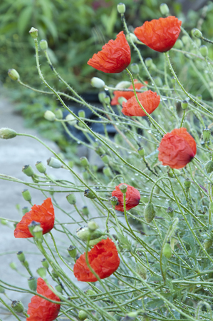 blumenbeetbeleuchtung garten 47600064 die gruppe der roten mohnblumen auf dem blumenbeet nahaufnahme blume der ringelblume auf dem schließen oben an blumenbeetbeleuchtung garten 47600064 die gruppe der roten mohnblumen auf dem blumenbeet nahaufnahme blume der ringelblume auf dem schließen oben an
