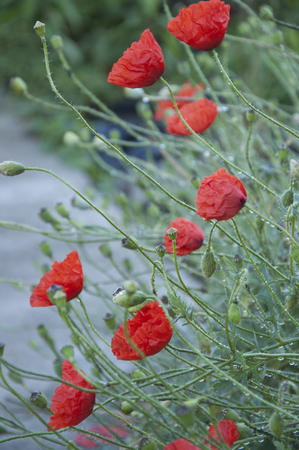 blumenbeetbeleuchtung outdoor 47600065 die gruppe der roten mohnblumen auf dem blumenbeet nahaufnahme blume der ringelblume auf dem schließen oben an blumenbeetbeleuchtung outdoor 47600065 die gruppe der roten mohnblumen auf dem blumenbeet nahaufnahme blume der ringelblume auf dem schließen oben an