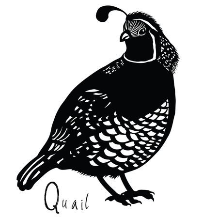 Birds collection quail black and white colors