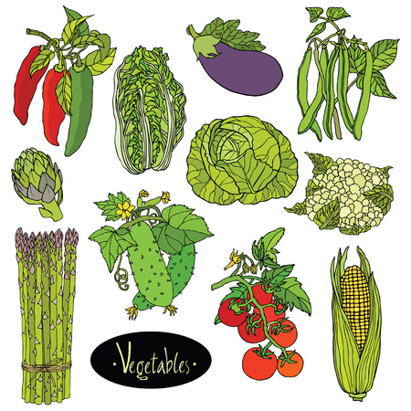 Fresh vegetables Vector set Eggplant, cabbage, peppers, beans, tomato, cucumber, asparagus, cauliflower, artichoke, lettuce, corn
