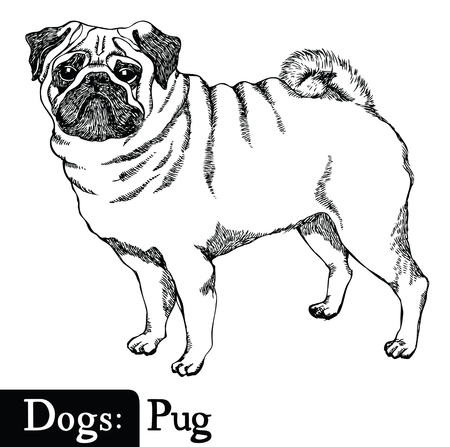 眼鏡やサングラスの異なるスタイルの様々 な品種の犬のかわいいコレクションです 面白い漫画ペット動物の顔や頭は 白い背景で隔離のバンドルです ベクトルの図 のイラスト素材 ベクタ Image