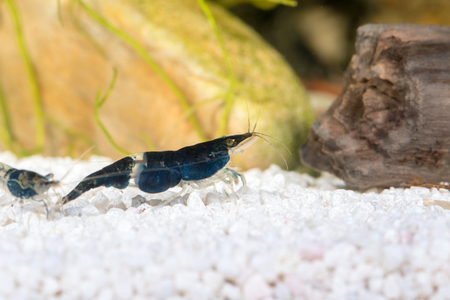 水族館 属ミナミヌマエビ で黒の淡水エビのクローズ アップ撮影 の写真素材 画像素材 Image 水族館 属ミナミヌマエビ で黒の淡水エビのクローズ アップ撮影 の写真素材 画像素材 Image