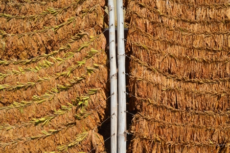 Loose tobacco leaves drying in the sun Stock Photo