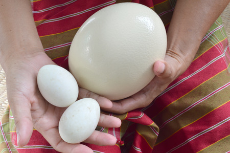 ostrich egg and duck eggs in human hands to compare the size Stock Photo - 27530208