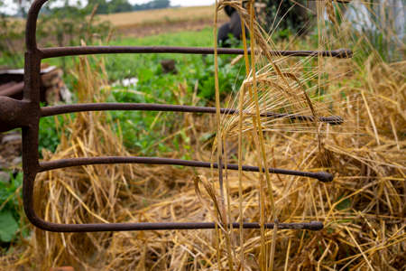 Pitchfork in an agricultural field after harvesting in a low ground level view of the tines and the stubble of the cereal crop
