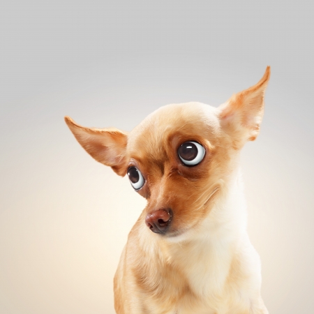 明るい背景のコラージュに面白い犬の肖像画 の写真素材 画像素材 Image 明るい背景のコラージュに面白い犬の肖像画 の写真素材 画像素材 Image